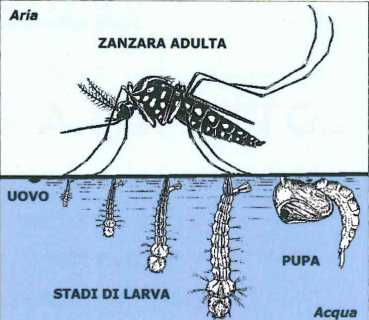 zanzara adulta