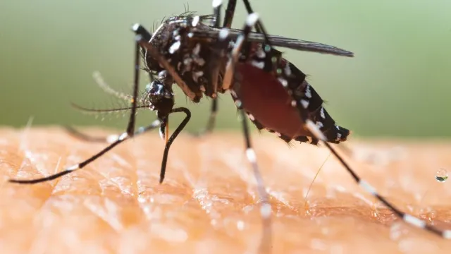 dengue