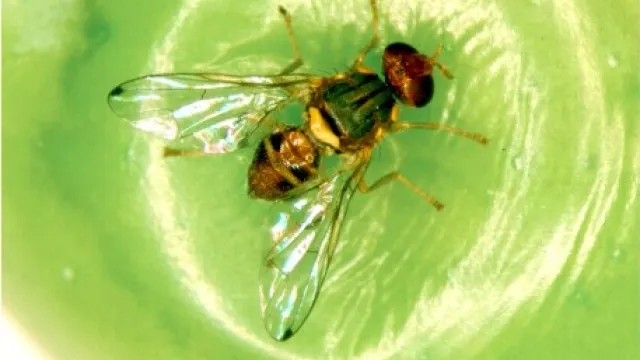 Descrizione immagine non disponibile