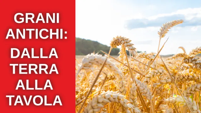 Descrizione immagine non disponibile