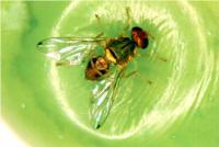 Campagna di monitoraggio della mosca delle olive 2016